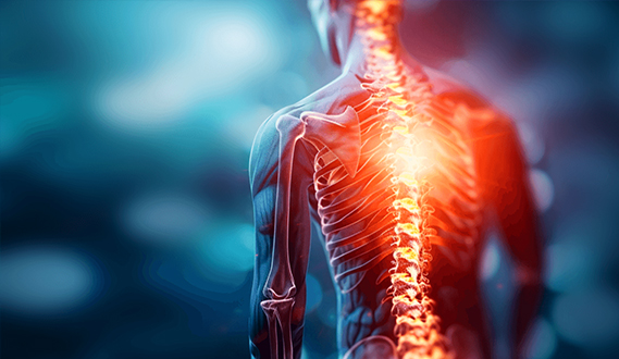 Spine